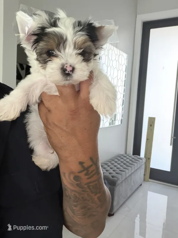 Charlie  – Yorkshire Terrier puppy for sale in Miami, FL
