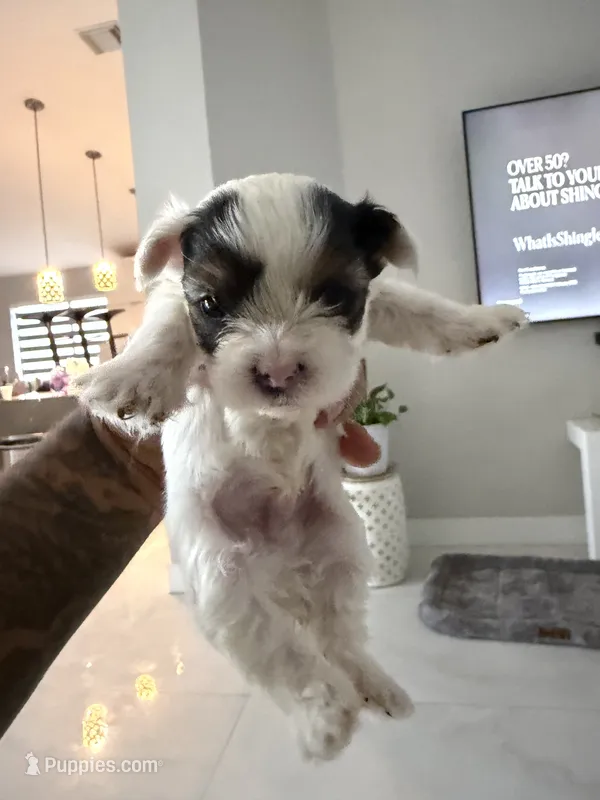 Parti boy  – Yorkshire Terrier puppy for sale in Miami, FL