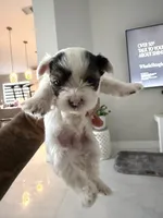Parti boy , a male Yorkshire Terrier for sale in Miami, FL – 1 of 1