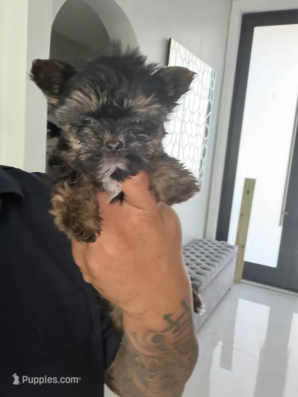 Peanut  – Yorkshire Terrier puppy for sale in Miami, FL