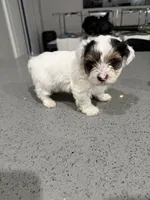 Charlie , a male Yorkshire Terrier for sale in Miami, FL – 3 of 4