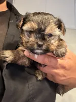 Teddy, a male Yorkshire Terrier for sale in Miami, FL – 2 of 3