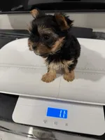 Baby, a female Yorkshire Terrier for sale in Miami, FL – Photo 8 of 10