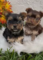 Baby, a female Yorkshire Terrier for sale in Miami, FL – Photo 4 of 10