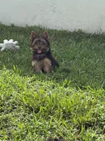 Baby, a female Yorkshire Terrier for sale in Miami, FL – Photo 10 of 10