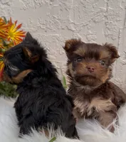 Baby, a female Yorkshire Terrier for sale in Miami, FL – Photo 2 of 10