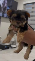 Baby, a female Yorkshire Terrier for sale in Miami, FL – Photo 6 of 10