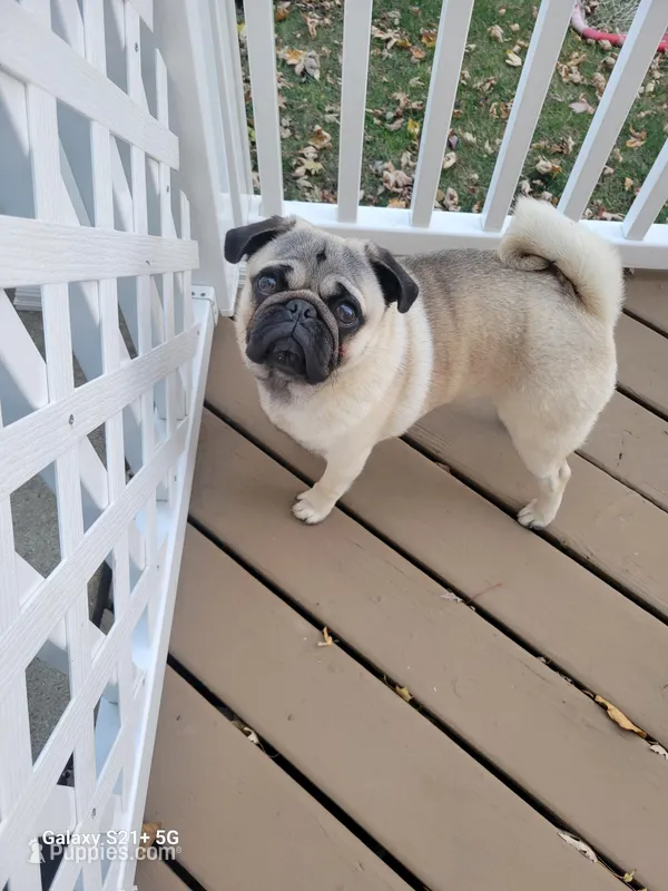 Chico – Pug puppy for sale in Elgin, IL
