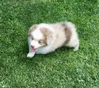 Lucy, a female Miniature Australian Shepherd for sale in Cherokee, NC – 6 of 9