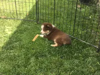 Robin, a female Miniature Australian Shepherd for sale in Cherokee, NC – 6 of 6