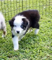 Bree, a female Miniature Australian Shepherd and Miniature American Shepherd for sale in Cherokee, NC – 3 of 4