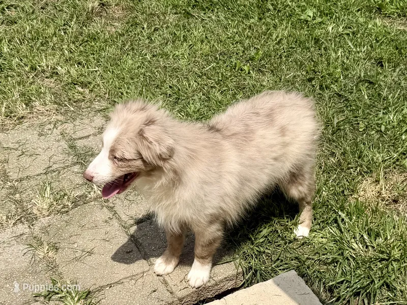 Ruben – Miniature Australian Shepherd puppy for sale in Cherokee, NC