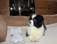 Callie, a female Border Collie for sale in Cherokee, NC – Photo 2 of 5