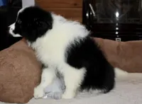 Callie, a female Border Collie for sale in Cherokee, NC – Photo 4 of 5