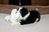 Callie, a female Border Collie for sale in Cherokee, NC – Photo 5 of 5