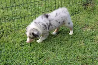 Daisy, a female Miniature Australian Shepherd and Miniature American Shepherd for sale in Cherokee, NC – 4 of 4