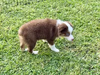 Sam, a male Miniature Australian Shepherd and Miniature American Shepherd for sale in Cherokee, NC – 5 of 5