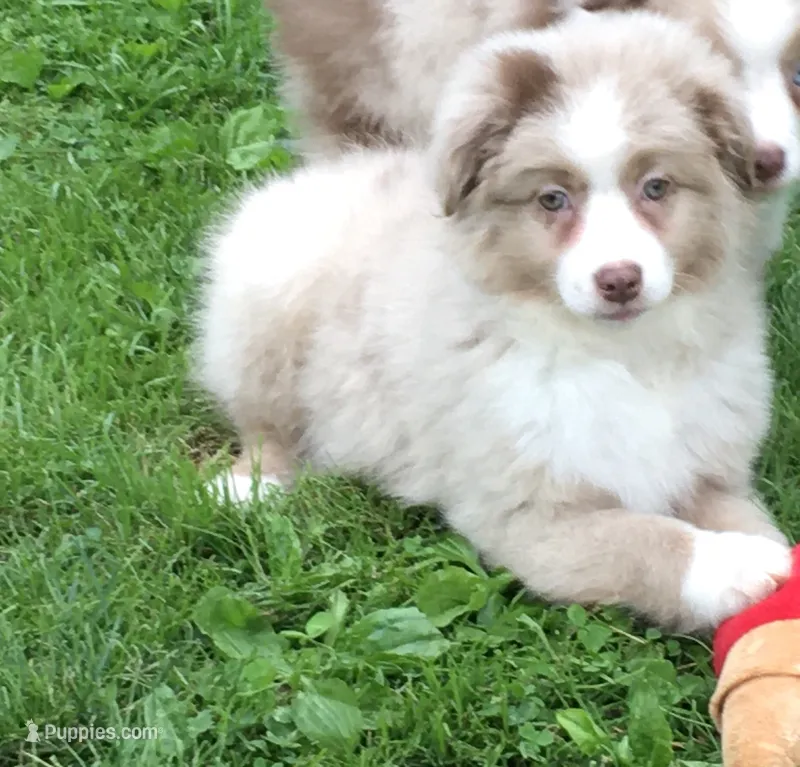 Annie – Miniature Australian Shepherd puppy for sale in Cherokee, NC