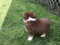 Robin, a female Miniature Australian Shepherd for sale in Cherokee, NC – 5 of 6