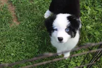 Penny, a female Miniature Australian Shepherd and Miniature American Shepherd for sale in Cherokee, NC – 4 of 5