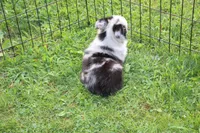 Blue girl, a female Toy Australian Shepherd and Miniature American Shepherd for sale in Cherokee, NC – 3 of 4