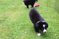 Milly, a female Miniature Australian Shepherd for sale in Cherokee, NC – 4 of 4