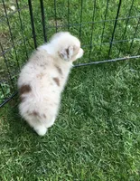 Lilly, a female Miniature Australian Shepherd for sale in Cherokee, NC – 3 of 5