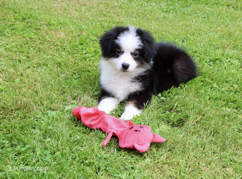 Macy – Miniature Australian Shepherd puppy for sale in Cherokee, NC
