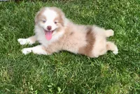 Lucy, a female Miniature Australian Shepherd for sale in Cherokee, NC – 3 of 9