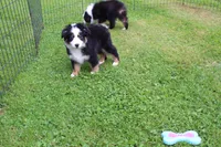 Mandy, a female Miniature Australian Shepherd for sale in Cherokee, NC – 3 of 3