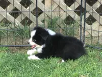 Ben, a male Miniature Australian Shepherd for sale in Cherokee, NC – 2 of 6