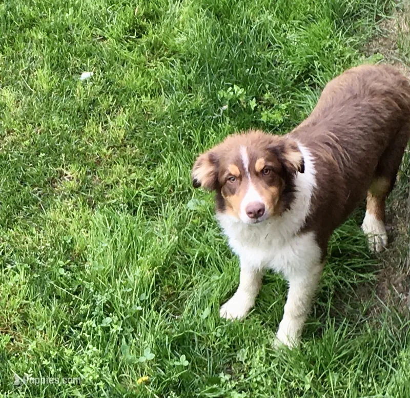 Ruben – Border Collie puppy for sale in Cherokee, NC