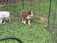 Ruby, a female Miniature Australian Shepherd and Miniature American Shepherd for sale in Cherokee, NC – 5 of 5