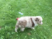Randy, a male Miniature Australian Shepherd for sale in Cherokee, NC – 6 of 6