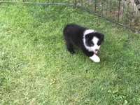 Ben, a male Miniature Australian Shepherd for sale in Cherokee, NC – 6 of 6