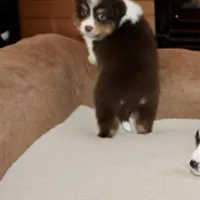 Ruben, a male Border Collie for sale in Cherokee, NC – Photo 7 of 8