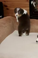 Ruben, a male Border Collie for sale in Cherokee, NC – Photo 4 of 6