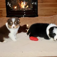 Ruben, a male Border Collie for sale in Cherokee, NC – Photo 6 of 8