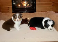 Ruben, a male Border Collie for sale in Cherokee, NC – Photo 1 of 6