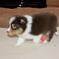Ruben, a male Border Collie for sale in Cherokee, NC – Photo 8 of 8