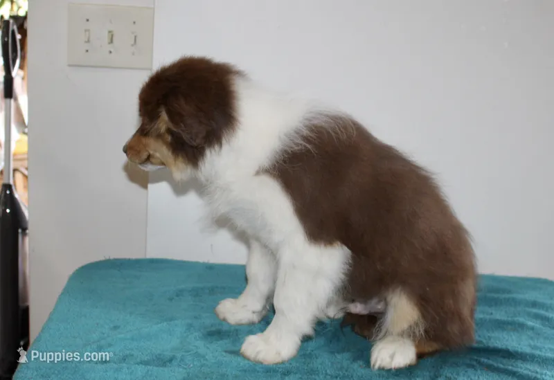 Ruben – Border Collie puppy for sale in Cherokee, NC