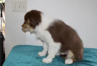 Ruben, a male Border Collie for sale in Cherokee, NC – Photo 1 of 8