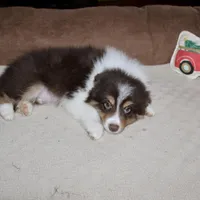 Ruben, a male Border Collie for sale in Cherokee, NC – Photo 4 of 8