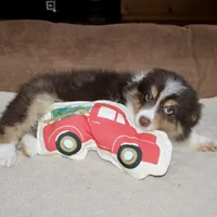 Ruben, a male Border Collie for sale in Cherokee, NC – Photo 2 of 8