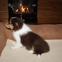 Ruben, a male Border Collie for sale in Cherokee, NC – Photo 5 of 8