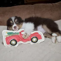 Ruben, a male Border Collie for sale in Cherokee, NC – Photo 3 of 8