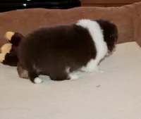 Ruben, a male Border Collie for sale in Cherokee, NC – Photo 2 of 6