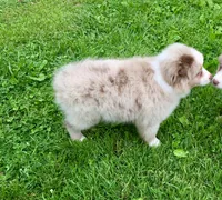 Annie, a female Miniature Australian Shepherd for sale in Cherokee, NC – 4 of 4
