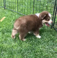 Robin, a female Miniature Australian Shepherd for sale in Cherokee, NC – 2 of 6