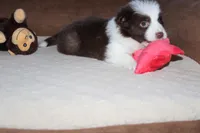 Ruby, a female Border Collie for sale in Cherokee, NC – Photo 3 of 3